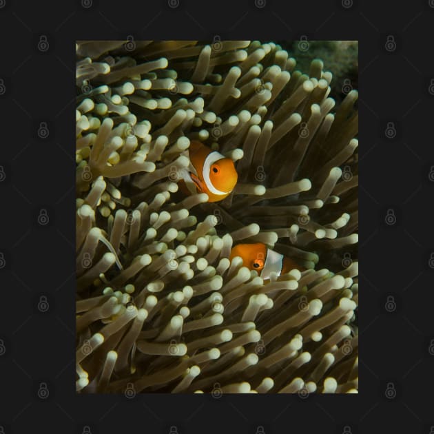 A Pair of Anemonefish by jbbarnes