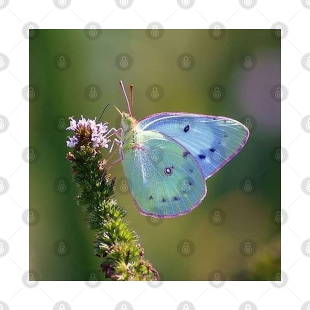 blue butterfly by ButterfliesFlowersGarden