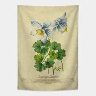 Aquilegia Jucunda With Details Tapestry