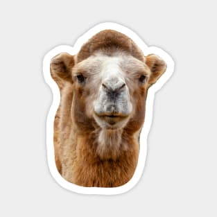 Bactrian camel Magnet