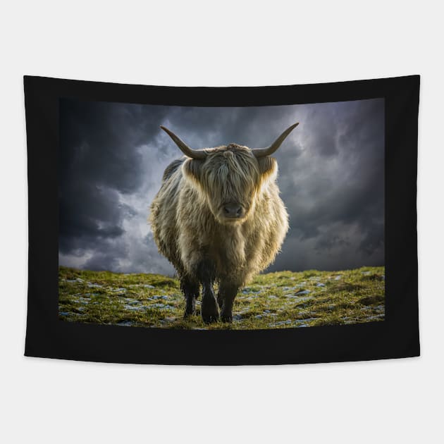 Scottish Highland Cow In The Winter Sun Tapestry by mrdoomits