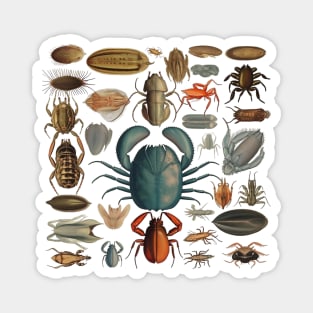 Sea Creature Entomology Board Magnet