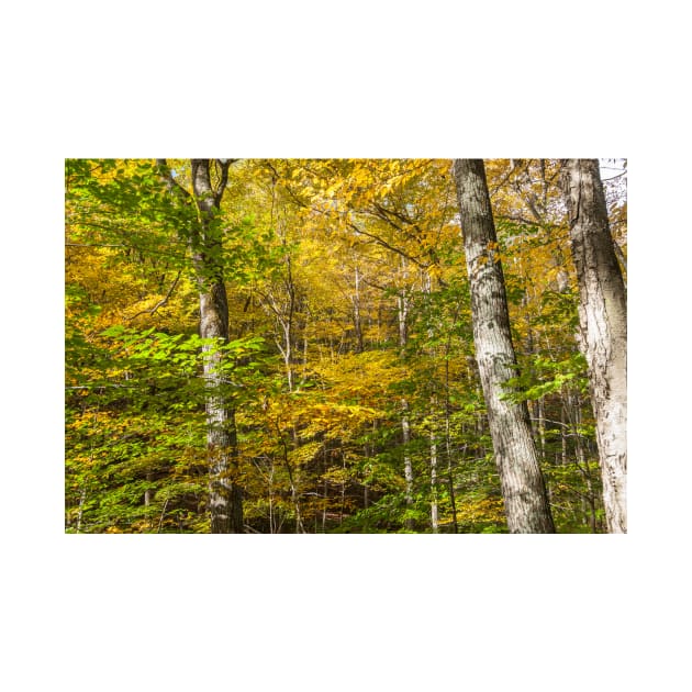 Golden and green hues of birch forest in a New England fall by brians101