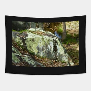 Boulder with lichen Tapestry