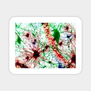 Brain cells, illustration (F013/1488) Magnet