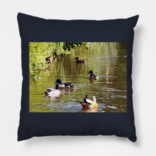 Ducks - water birds Pillow
