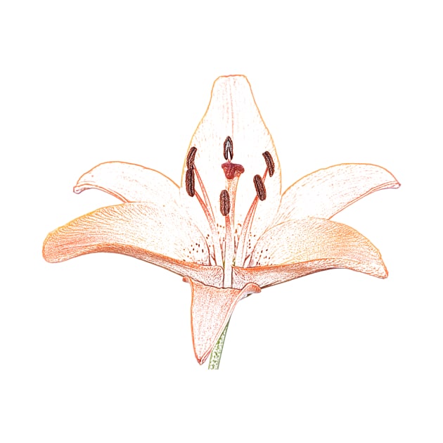 Lilium  &#39;Orange Pixie&#39;  Dwarf Asiatic lily  Photo with artistic filter applied by chrisburrows