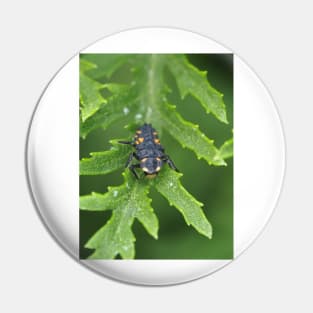 Larva of Coccinella septempunctata (seven-spotted ladybug) Pin