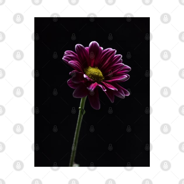 Daisy Flower Profile by Robert Alsop
