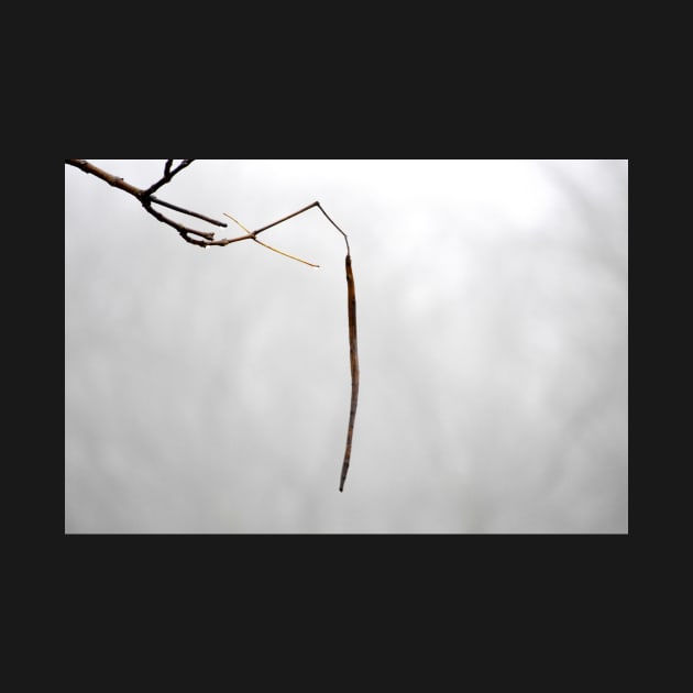 Catalpa pod on foggy day by LaurieMinor