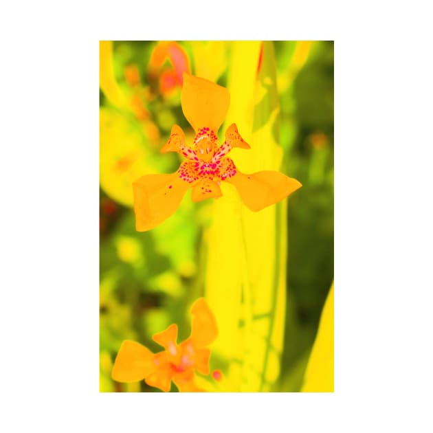 Yellow lily blossom on yellow background by kall3bu