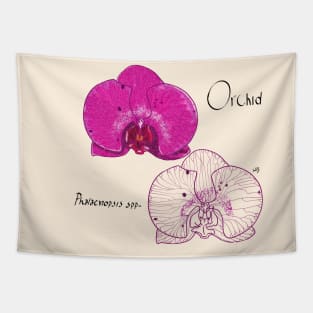 Orchid (Phalaenopsis sp) flower illustration Tapestry