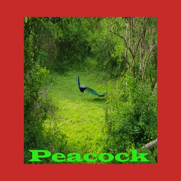 peacock in forest by paulashish