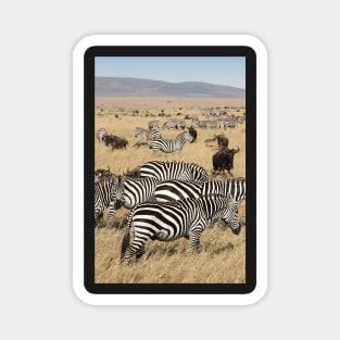 Zebra Migration, and Wildebeest, Maasai Mara, Kenya Magnet