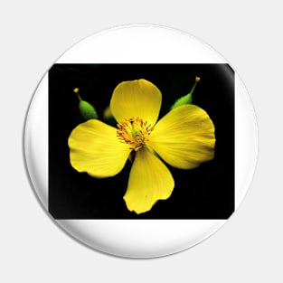 Yellow Wood Poppy Pin