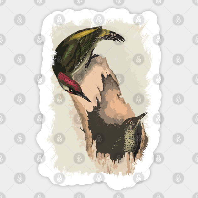 European Green Woodpecker Woodpecker Sticker Teepublic