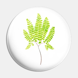 Northern maidenhair fern botanical illustration Pin