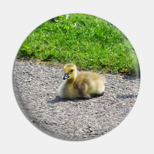Young Gosling Resting On The Ground Pin