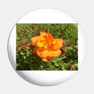 Exposition Park Rose Garden Study 3 Pin