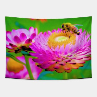 Honey bee on pink everlasting daisy Tapestry