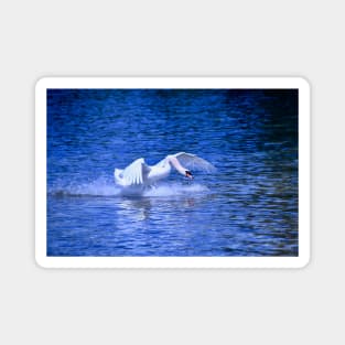 Swan 4 / Swiss Artwork Photography Magnet