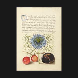 Illuminated manuscript: Love-in-a-Mist, Sweet Cherry, and Spanish Chestnut, from "Mira calligraphiae monumenta", 1500s, cleaned and restored T-Shirt