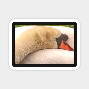 Sleeping Mute Swan 2 Magnet