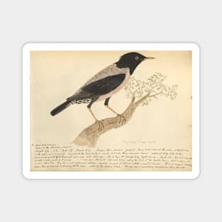 Rosy Starling by Frederick John Shore Magnet