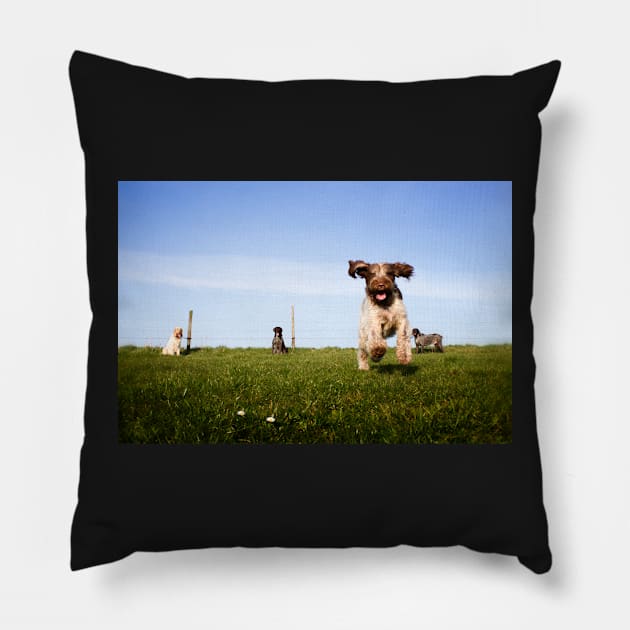 Incoming Italian Spinone Pillow by heidiannemorris