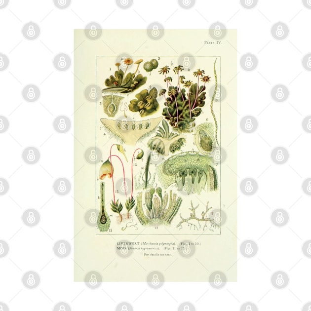 Liverwort and Moss - Botanical Illustration by chimakingthings