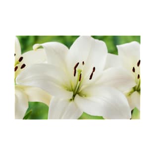 Lilium  &#39;Blizzard&#39;  Asiatic lily  syn. Lilium  Apollo T-Shirt