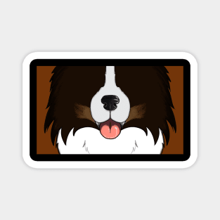 Sheltie face ( tricolor) Magnet