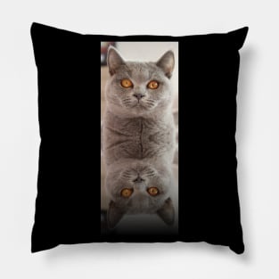 Russian Blue Cat X 2 Pillow