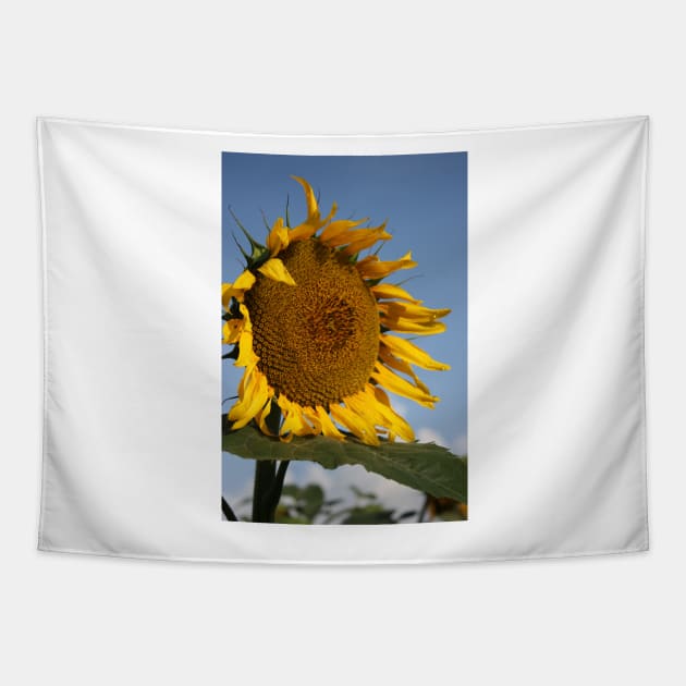 Bright and Colorful Kansas Sunflower Tapestry by ROBERTDBROZEK