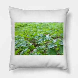 Field of young green giant hoghweed Pillow