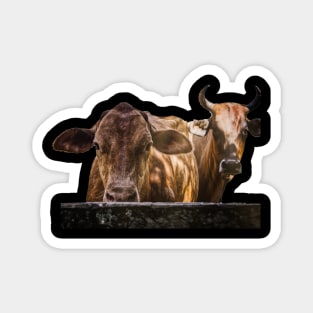 beautful cow Magnet