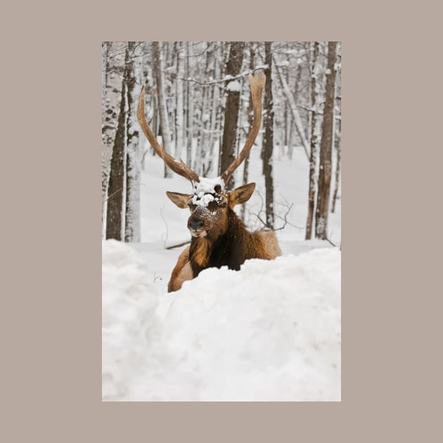 Red Deer In Snow by jaydee1400