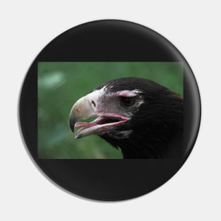 Australian Wedge-tailed Eagle Portrait #1. Pin