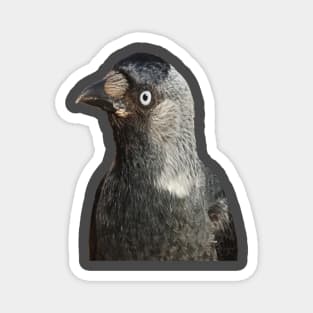 Side Profile Of A Beady Eyed Jackdaw Cut Out Magnet