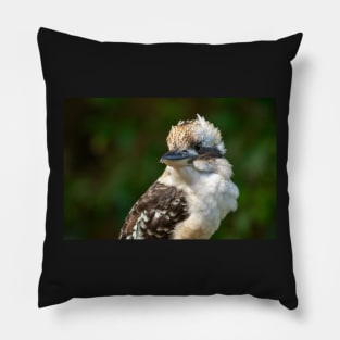 Laughing Kookaburra Portrait, Maleny Queensland Pillow