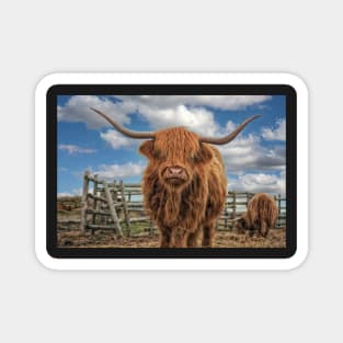 Hairy Highland Cow Magnet