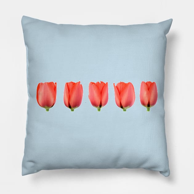 Red tulip Pillow by chrisburrows