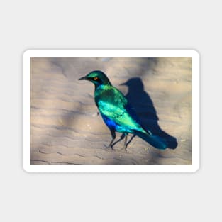 African Blue Starling Bird Magnet