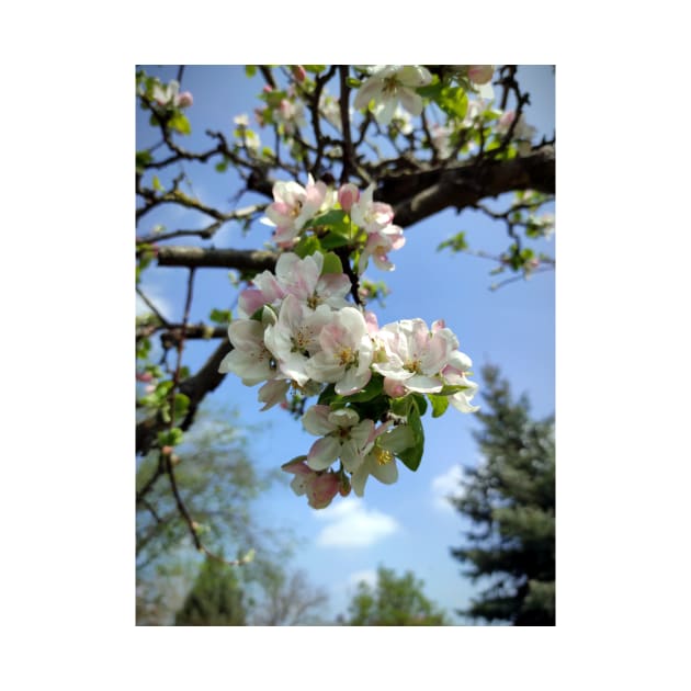 Apple blossoms on an old tree by Gourmetkater