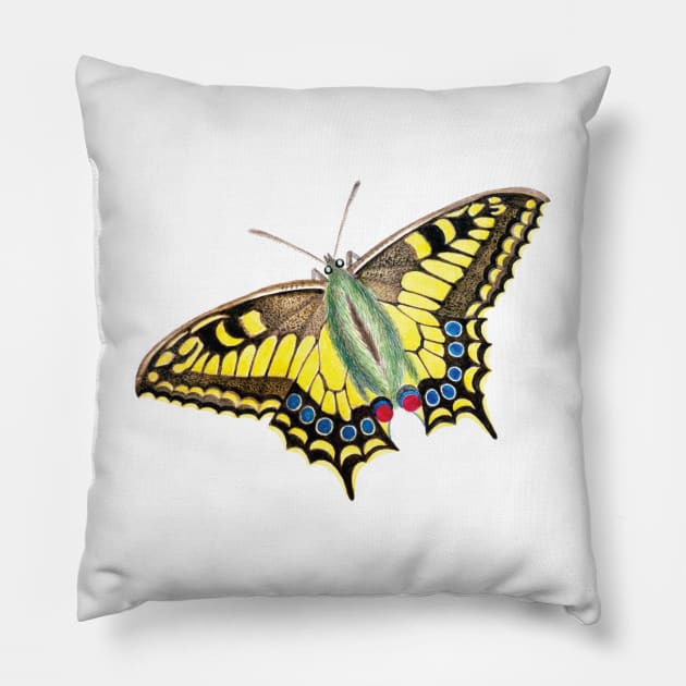 Vintage Swallowtail Butterfly Illustration Pillow by DPattonPD