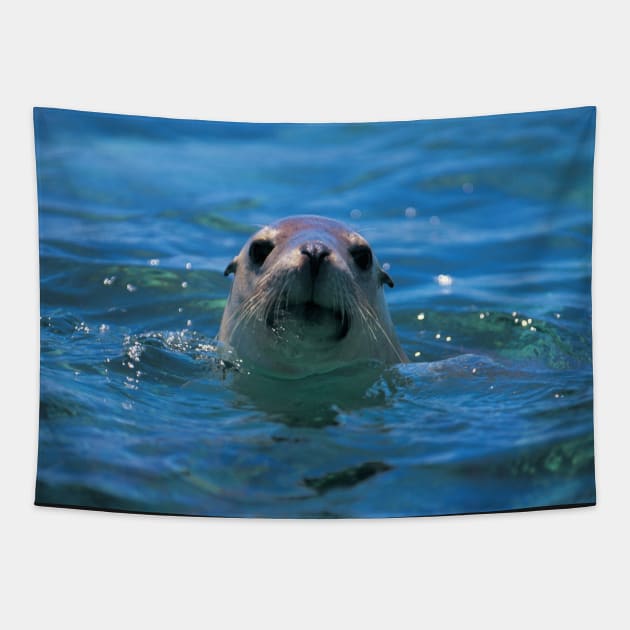 SMILING SEAL IN THE SEA DESIGN Tapestry by SERENDIPITEE