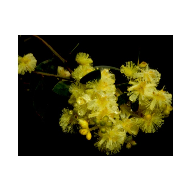 Rainy Wattle by GP1746