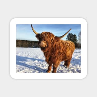 Scottish Highland Cattle Cow 2283 Magnet