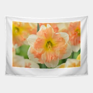 Narcissus  &#39;Vanilla Peach&#39;  Daffodil  Division 11a Split-corona Tapestry