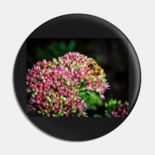 Bee On Sedum Flower Pin